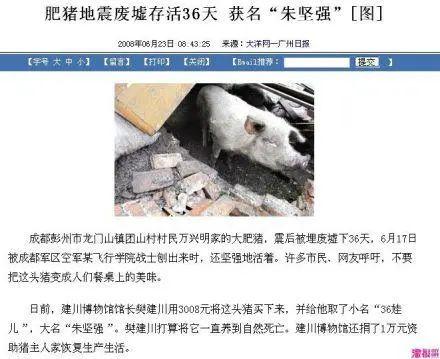 “猪坚强”去世，大地震后被埋废墟下36天，被救出时曾流出眼泪