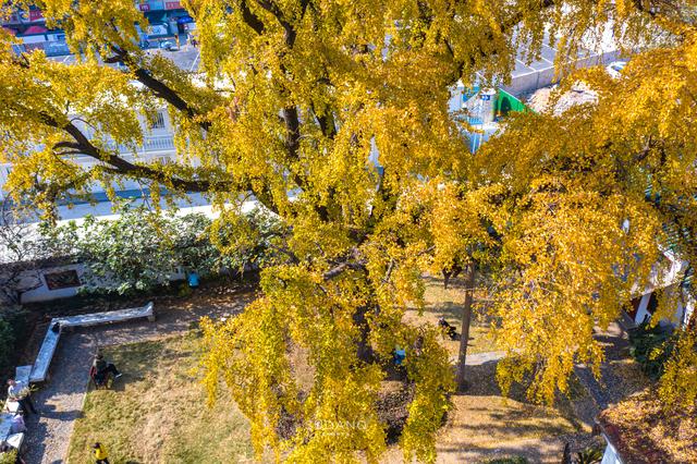 武汉最古老的一棵树，迄今530余年，被誉为“武汉秋天最美的树”