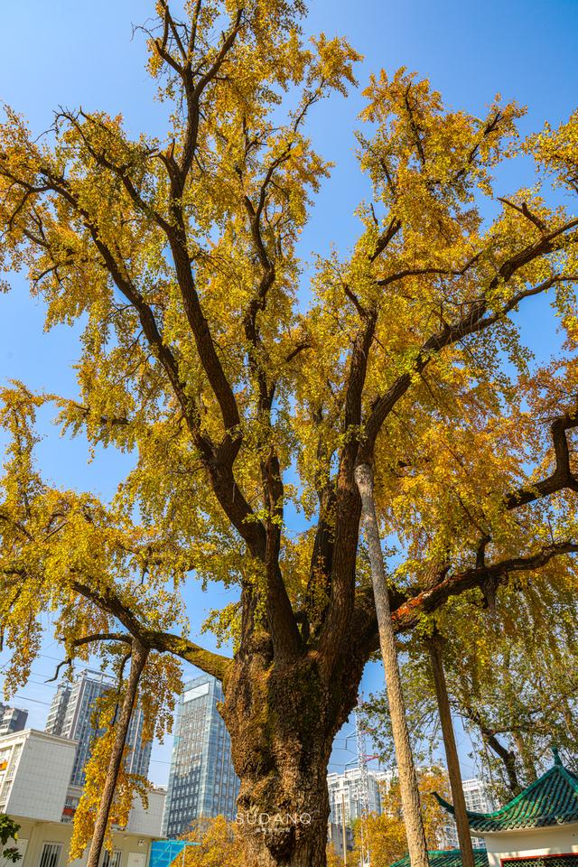 武汉最古老的一棵树，迄今530余年，被誉为“武汉秋天最美的树”