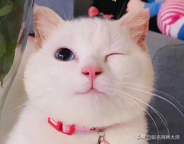 猫咪名称大全，可爱又洋气