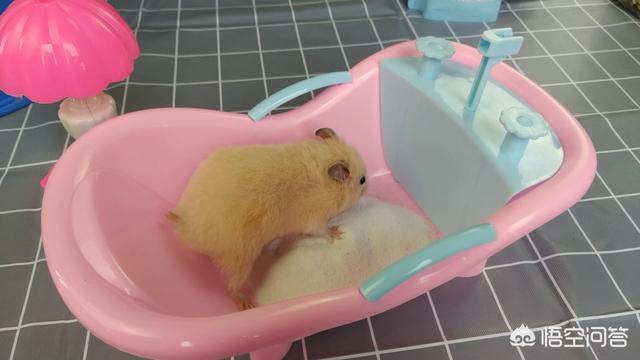 仓鼠能不能洗澡？