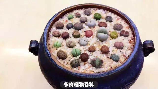 跳坑生石花：若无闲事挂心头，便是人间好时节！