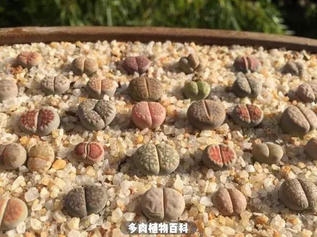 跳坑生石花：若无闲事挂心头，便是人间好时节！