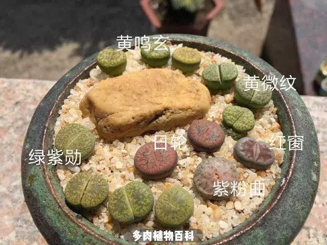 跳坑生石花：若无闲事挂心头，便是人间好时节！