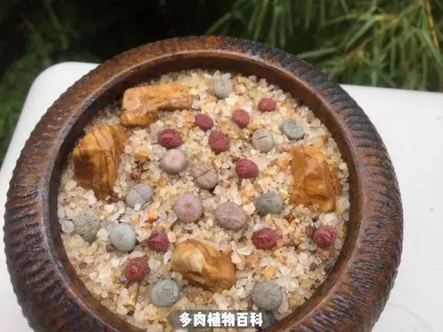 跳坑生石花：若无闲事挂心头，便是人间好时节！