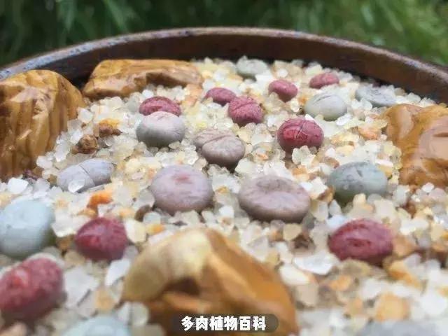 跳坑生石花：若无闲事挂心头，便是人间好时节！