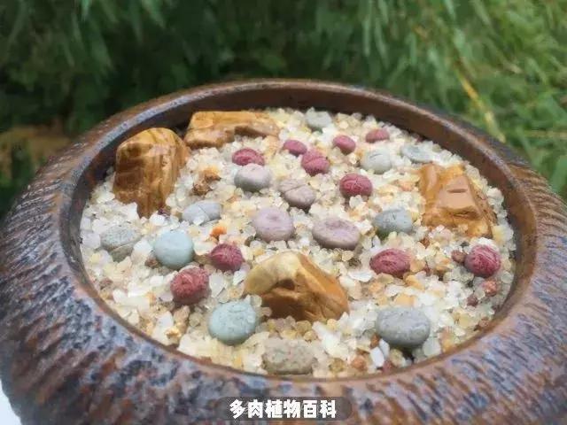 跳坑生石花：若无闲事挂心头，便是人间好时节！