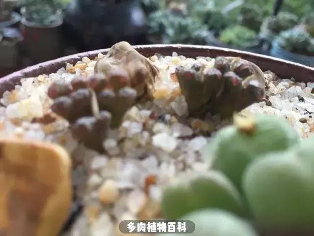 跳坑生石花：若无闲事挂心头，便是人间好时节！