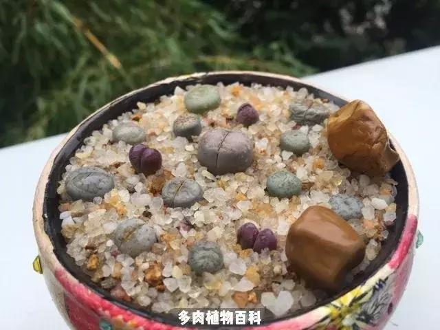 跳坑生石花：若无闲事挂心头，便是人间好时节！