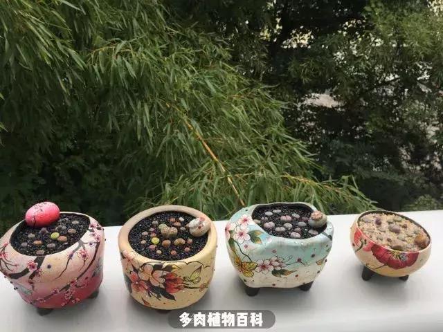 跳坑生石花：若无闲事挂心头，便是人间好时节！