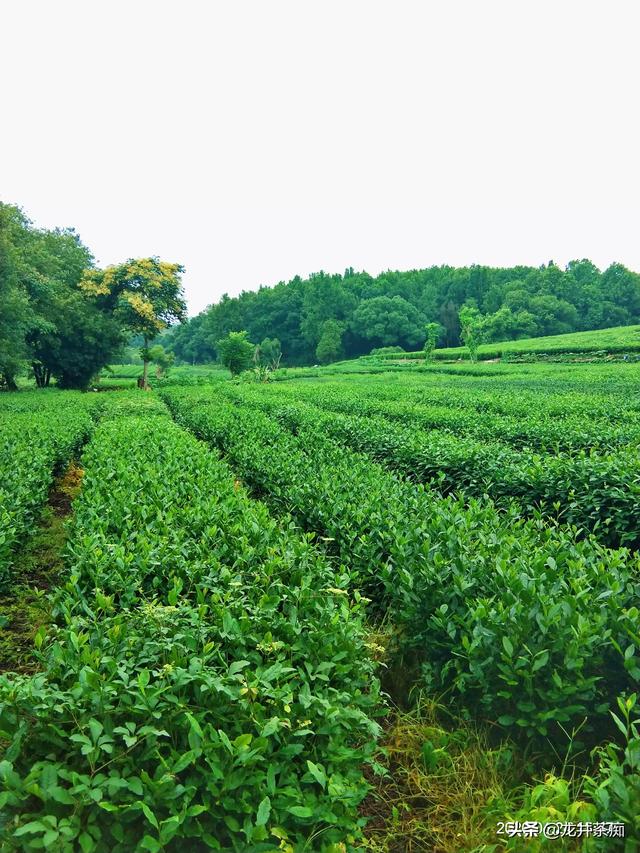 哪些茶名字好听还好喝？