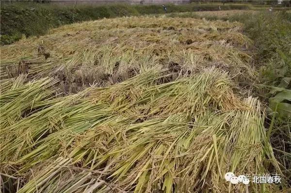 趣谈信阳罗山人五花八门的姓名