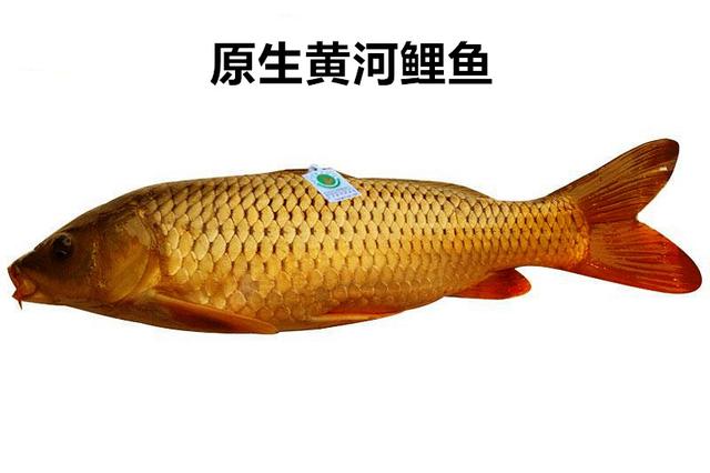 “真”的黄河大鲤鱼究竟是个啥？和鲤鱼差别太大了