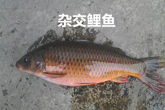 “真”的黄河大鲤鱼究竟是个啥？和鲤鱼差别太大了