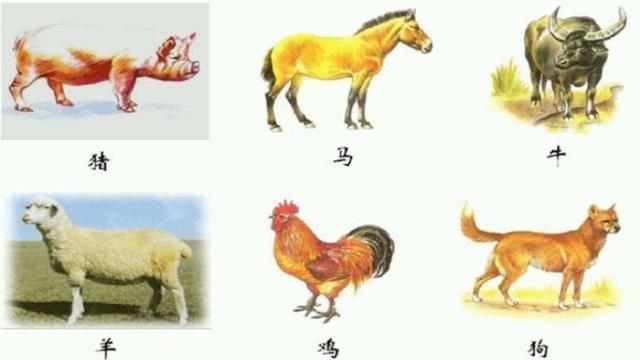 “畜兴旺猪为首，五谷丰登粮领先”，六畜的叠字你都认识吗？