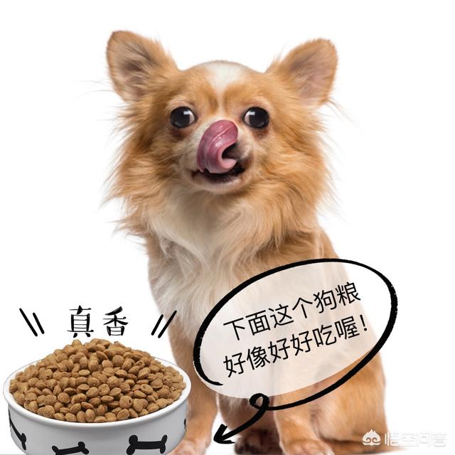 想给狗狗起个名字，哪些比较好？