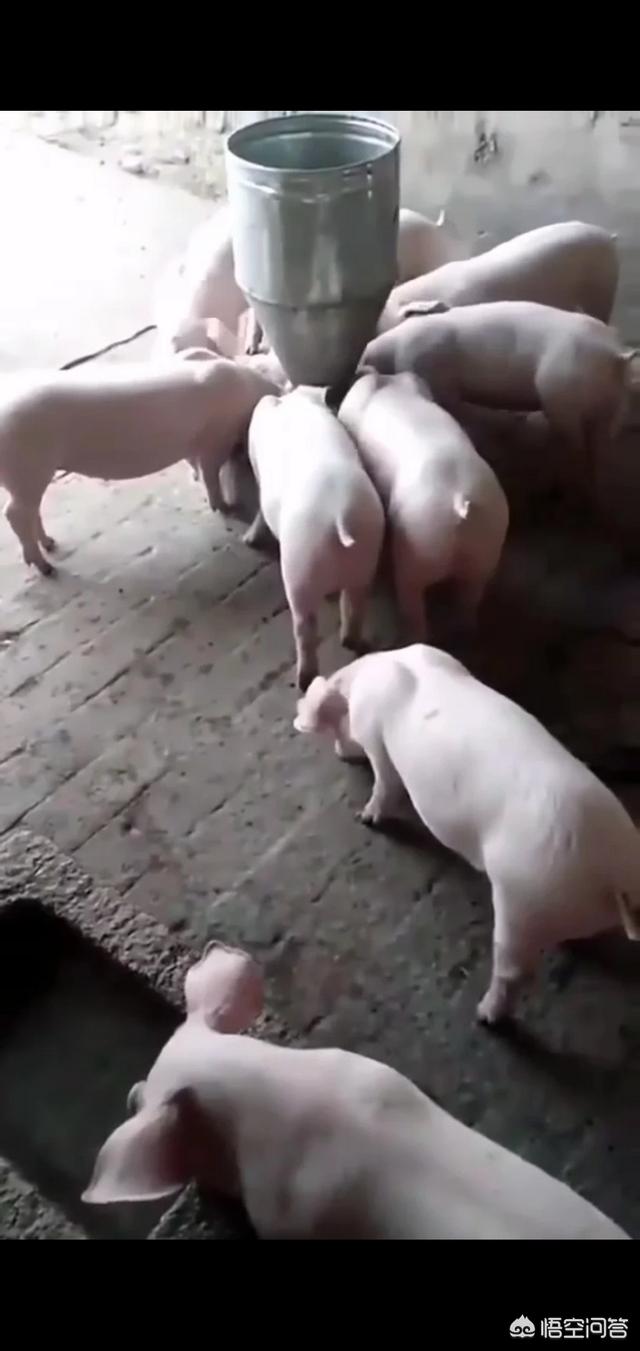 二月龄仔猪的饲养方法有哪些？