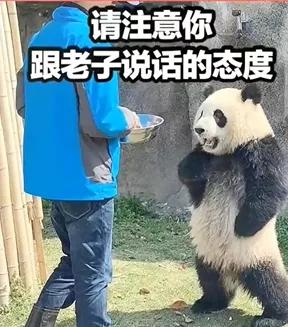 熊猫在全世界究竟有多受欢迎？