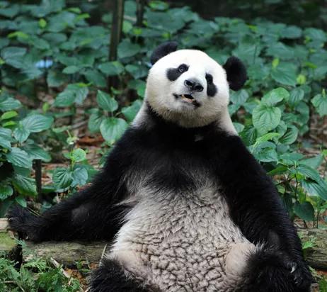 熊猫在全世界究竟有多受欢迎？