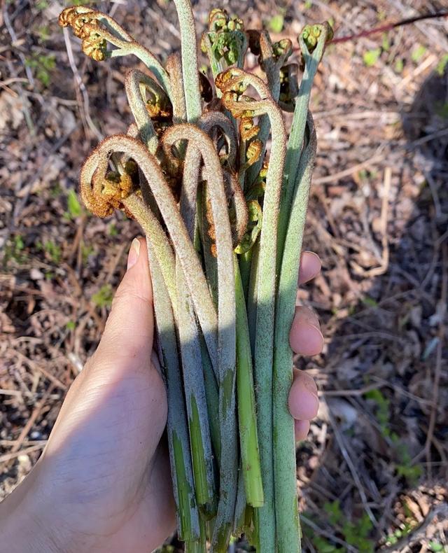 120种野菜介绍，图名并茂，快来认识一下！涨知识不吃亏