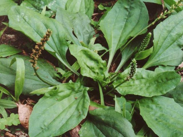 120种野菜介绍，图名并茂，快来认识一下！涨知识不吃亏