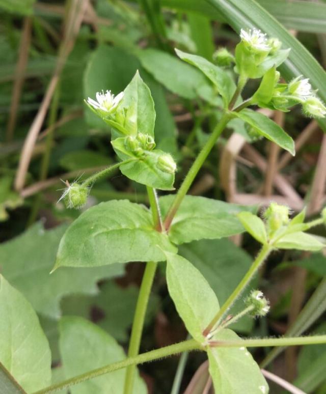 120种野菜介绍，图名并茂，快来认识一下！涨知识不吃亏