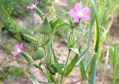 120种野菜介绍，图名并茂，快来认识一下！涨知识不吃亏