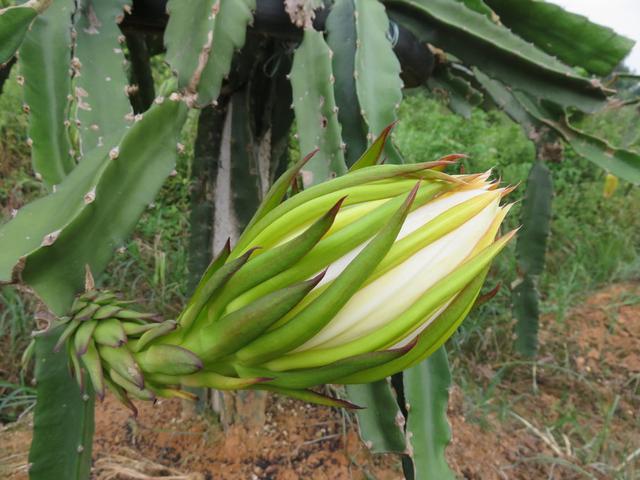 120种野菜介绍，图名并茂，快来认识一下！涨知识不吃亏