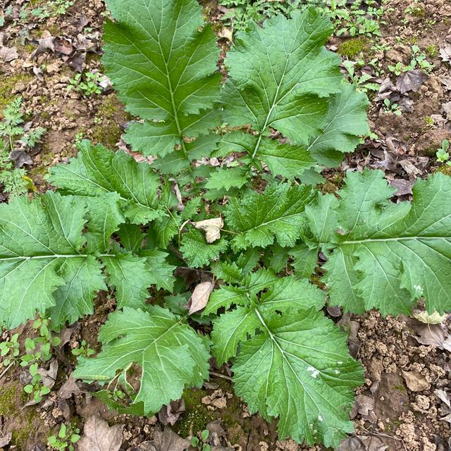 120种野菜介绍，图名并茂，快来认识一下！涨知识不吃亏