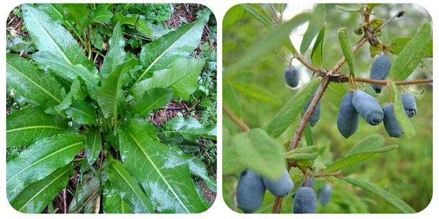 120种野菜介绍，图名并茂，快来认识一下！涨知识不吃亏