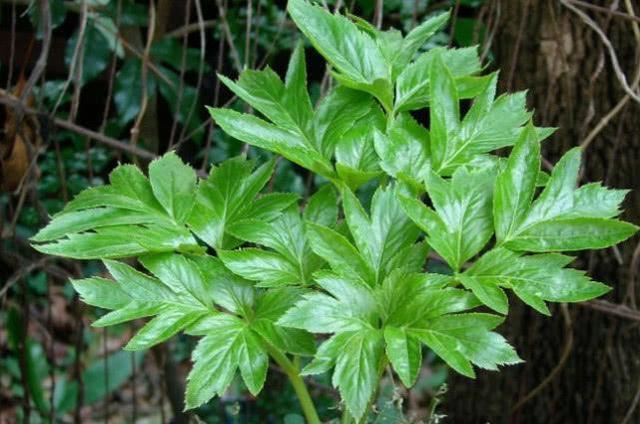 120种野菜介绍，图名并茂，快来认识一下！涨知识不吃亏