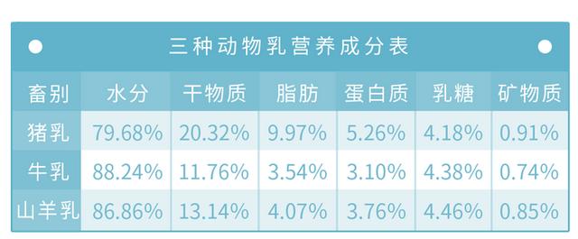 “猪奶”是什么味道？为什么没人喝？其实，它的营养比牛奶还要高