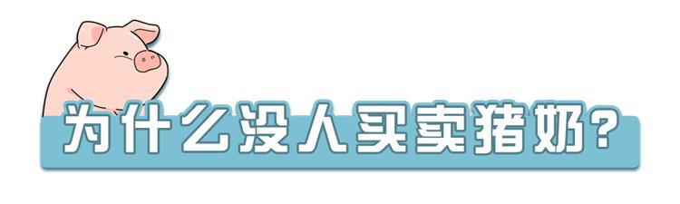 “猪奶”是什么味道？为什么没人喝？其实，它的营养比牛奶还要高