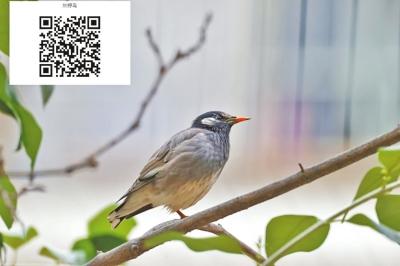 明天爱鸟日 郑州市区常见25种鸟类梳理 一起来感受下春日里的莺歌燕语