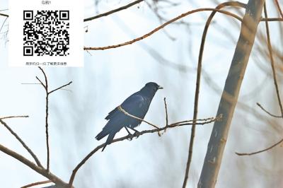 明天爱鸟日 郑州市区常见25种鸟类梳理 一起来感受下春日里的莺歌燕语