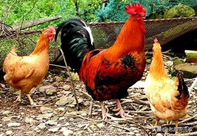 2020年，农村散养鸡什么品种好？有好的品种推荐吗？