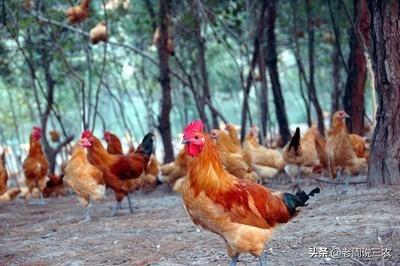 2020年，农村散养鸡什么品种好？有好的品种推荐吗？