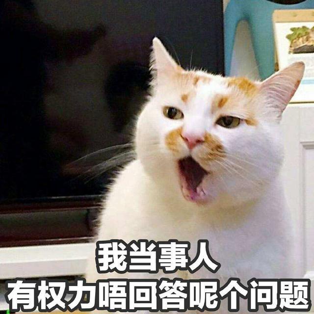 猫咪取名讲究多？这些网友家的猫名字笑喷我了