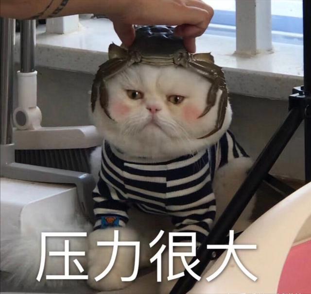 猫咪取名讲究多？这些网友家的猫名字笑喷我了