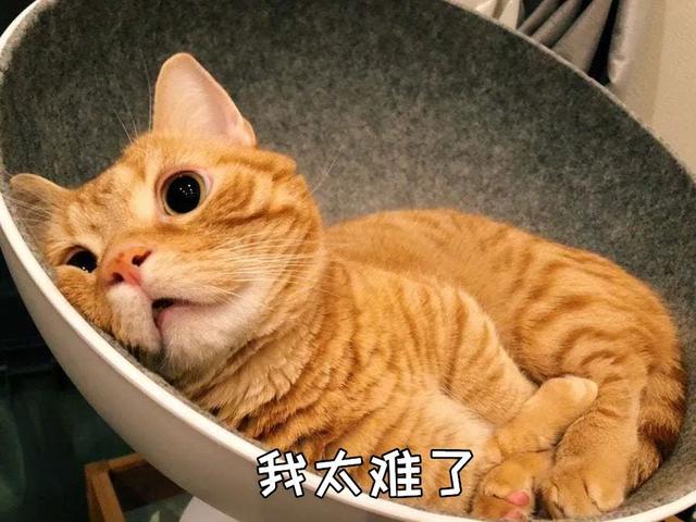 猫咪取名讲究多？这些网友家的猫名字笑喷我了