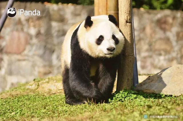 一对儿“圆滚滚”今日启程赴芬兰，入乡随俗起当地小名儿~