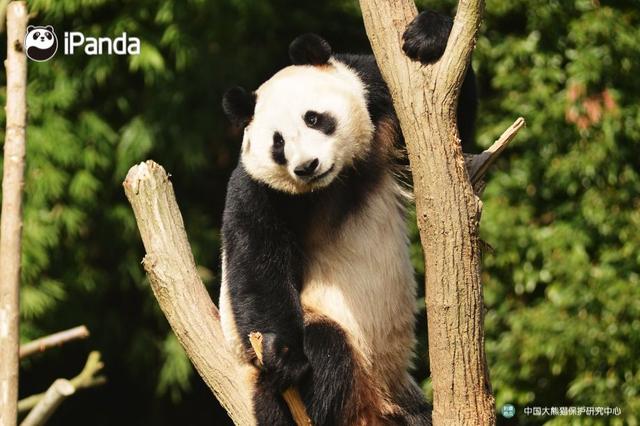 一对儿“圆滚滚”今日启程赴芬兰，入乡随俗起当地小名儿~