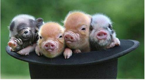 小猪佩奇的火热，宠物猪成了大家的话题，那宠物猪有哪些品种呢？