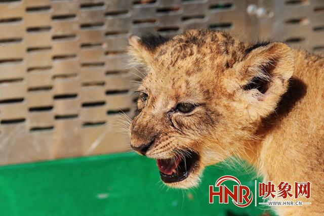 国庆假期郑州市动物园狮子三兄妹“组团出道”等你来起名