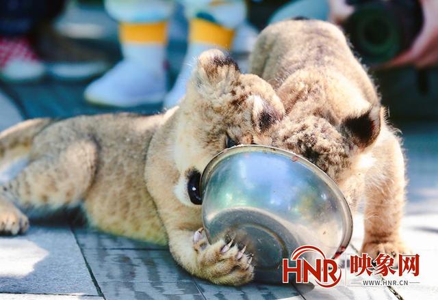 国庆假期郑州市动物园狮子三兄妹“组团出道”等你来起名