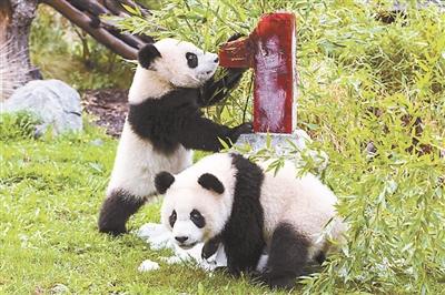 萌宠熊猫，你们在他乡还好吗？