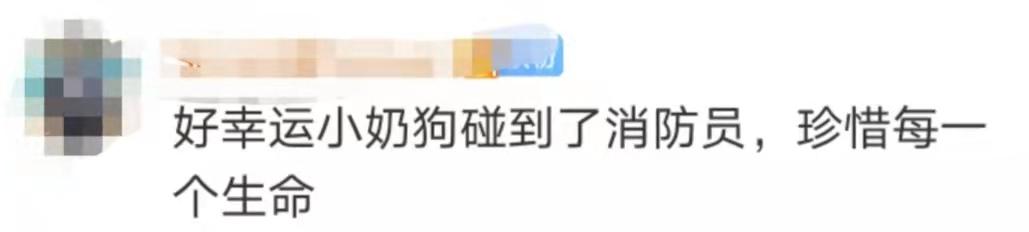 这只小奶狗，在线征名啦