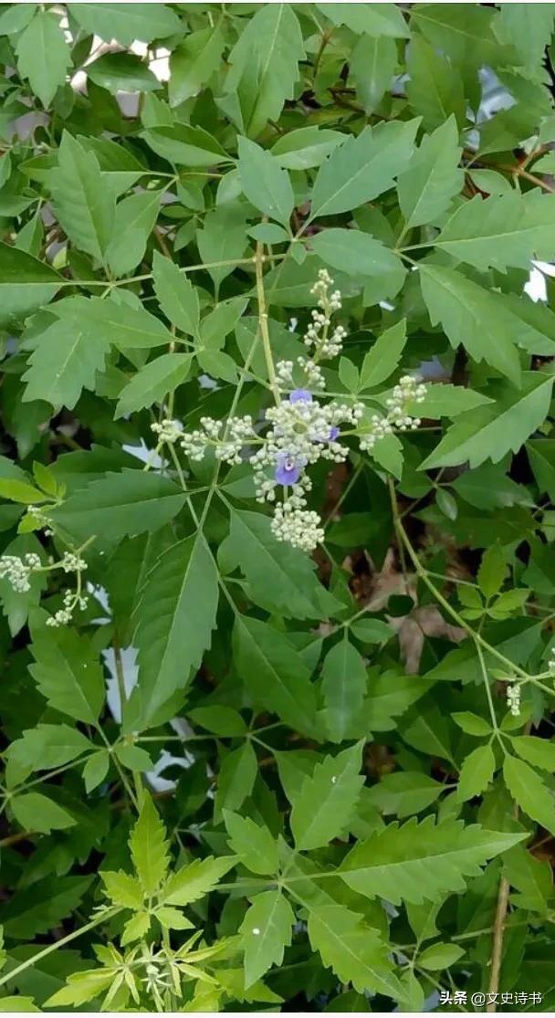 农村野地里既常见又熟悉的十种价值极高的中草药，你都认识吗？