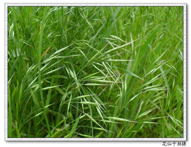 名字里带“麦”字的杂草，你的家乡叫它们什么？