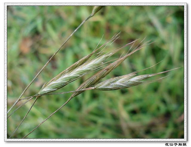名字里带“麦”字的杂草，你的家乡叫它们什么？